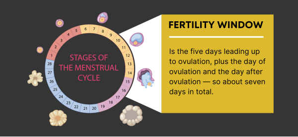 Picture showing the Stages of Menstrual cycle from day one of period to onset of next period. How it is divided into Proliferative stage that show growth of ovarian follicles and endometrial lining of uterus , 7 day fertility window which is three days before to one days after ovulation, and the post ovulation secretory or luteal phase (14 days before next period) in which the endometrial lining reaches peak receptivity and maintains itself in readiness of possible implantation of embryo.